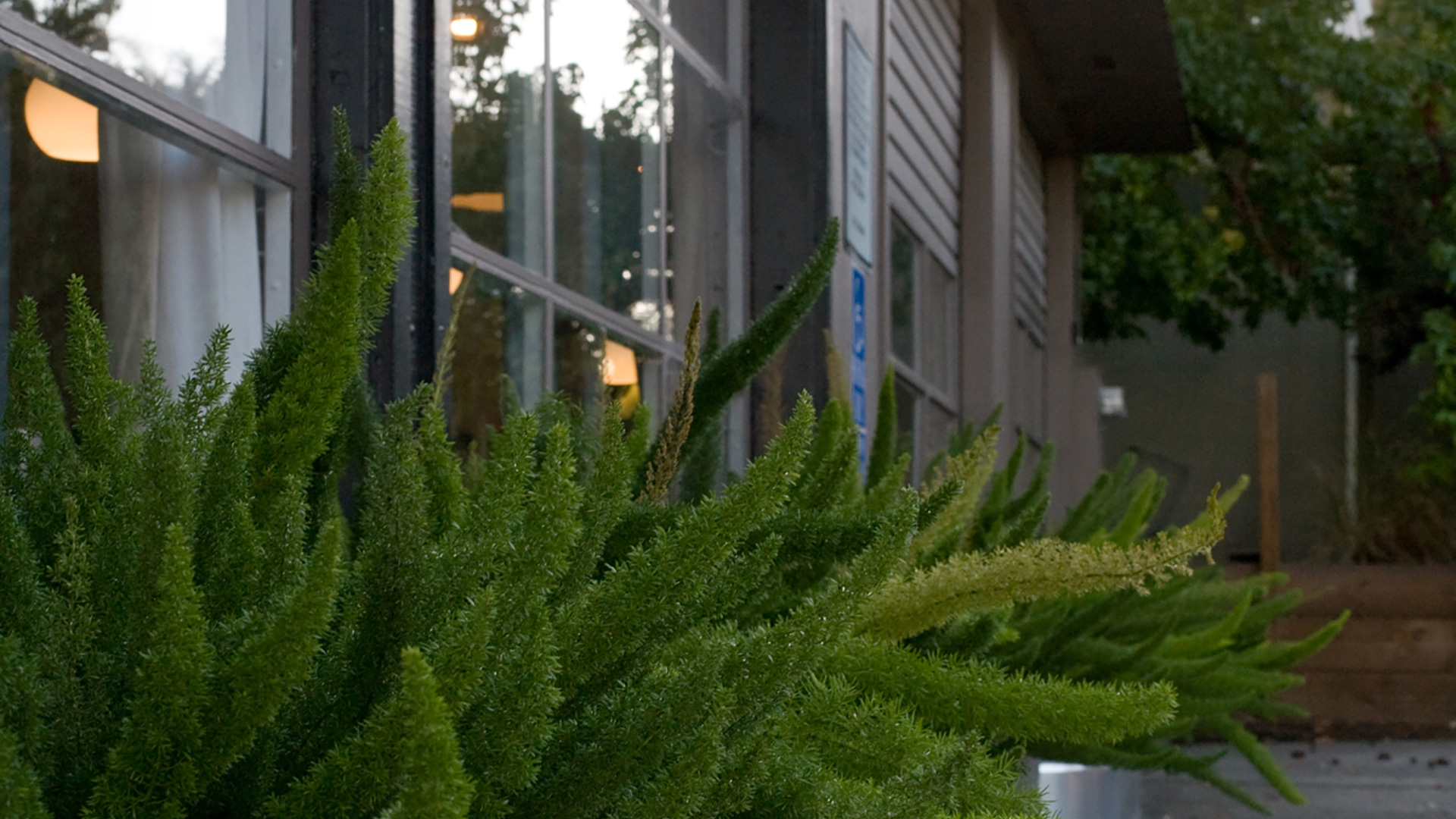 Plants in metal planter outside windows with branching green limbs.