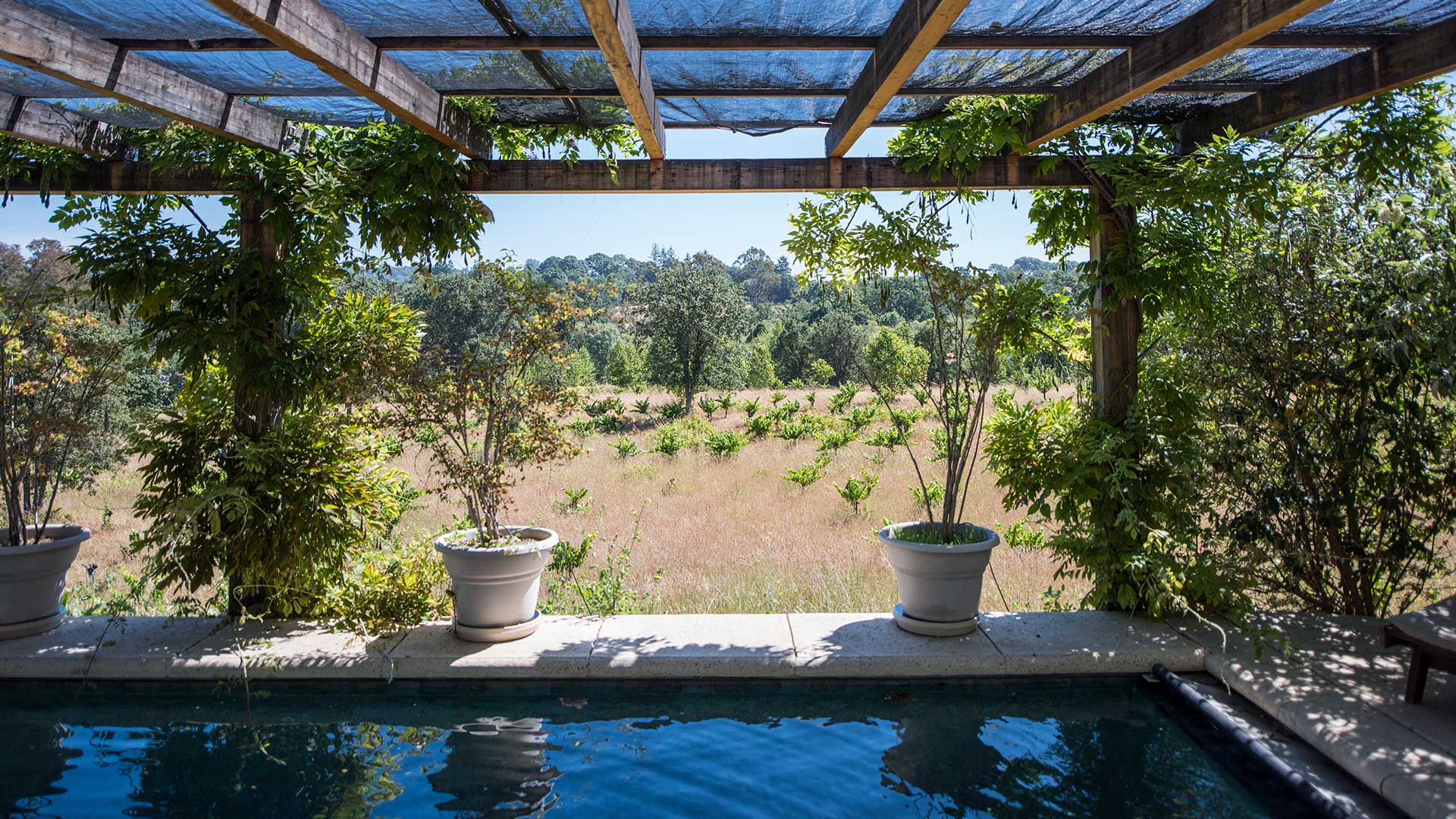 Blue pool with pergola above, looking between two potted plants to dwarf orchard behind.