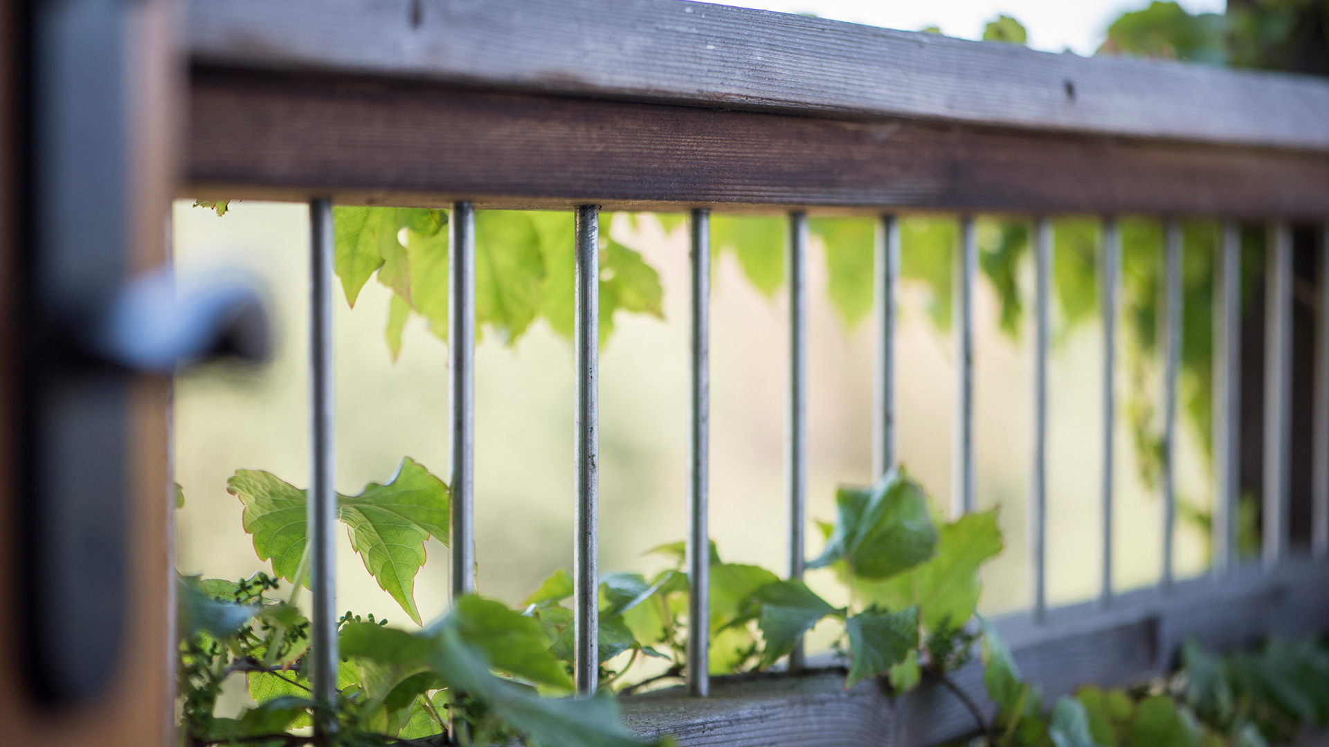 Outdoor wooden railing with thin metal baluster. Ivy in background and creeping through bars.