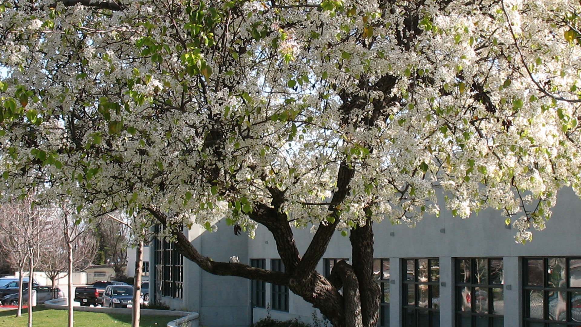 Trees in front of district office in bloom.