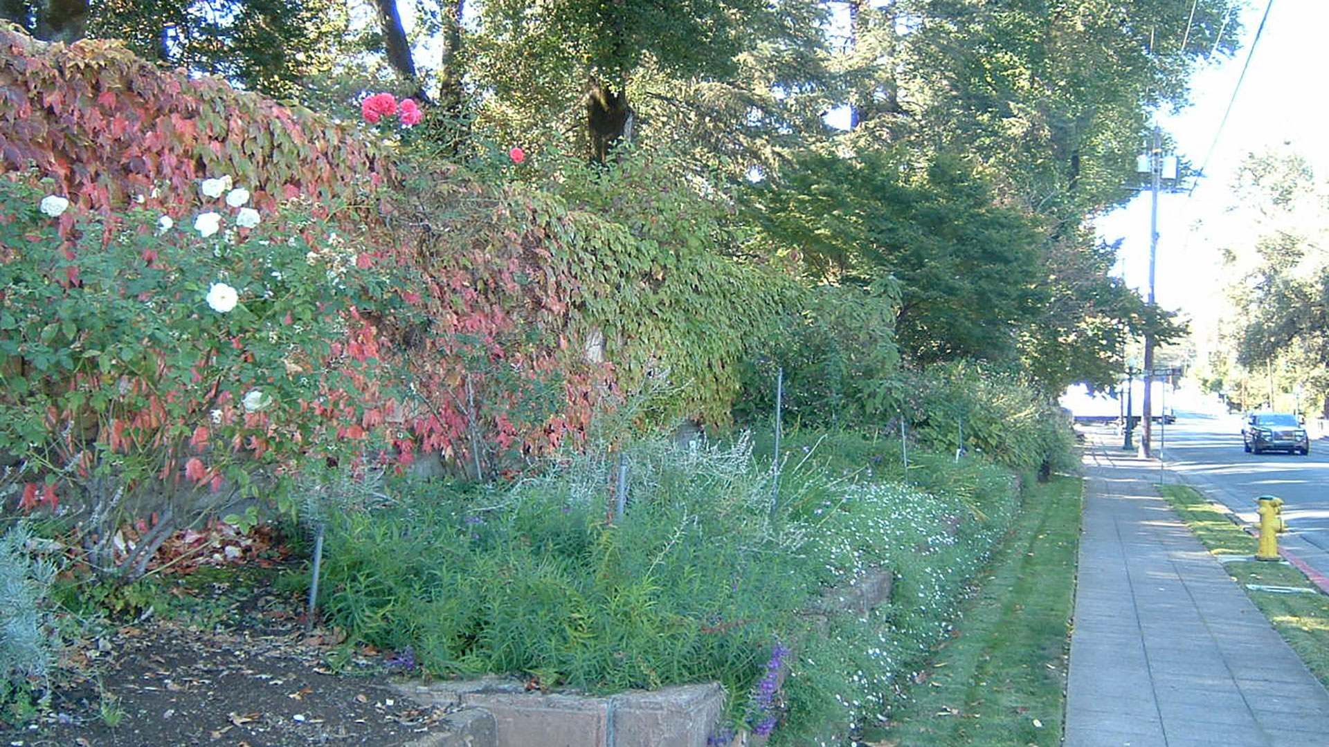 Landscaping outside district office with flowers against a wall of bushes and grass.